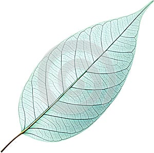 Translucent leaf showing detailed veins design clipart. photo