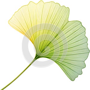 Translucent leaf showing detailed veins design clipart. photo