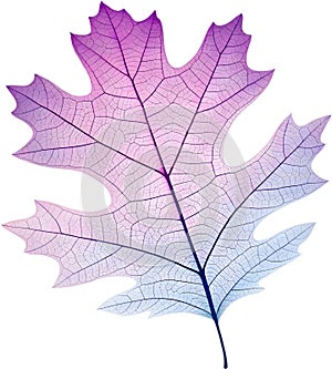Translucent leaf showing detailed veins design clipart. photo