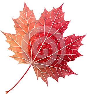 Translucent leaf showing detailed veins design clipart. photo