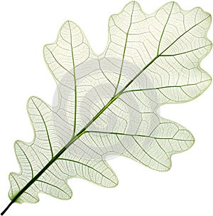 Translucent leaf showing detailed veins design clipart. photo