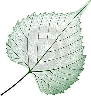 Translucent leaf showing detailed veins design clipart. photo