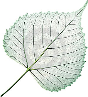 Translucent leaf showing detailed veins design clipart. photo