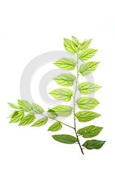 Translucent leaves#1