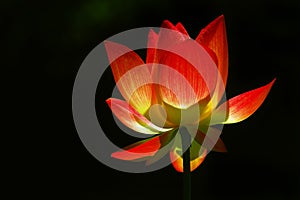 Translucent Lotus photo