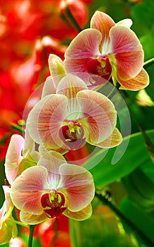 Translucent phalaenopsis orchid