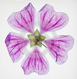 Translucent pressed purple flower