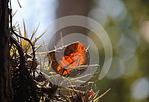TRANSLUCENT RUST COLOURED AUTUMN LEAF CAUGHT IN AN EPIPHYTE PLANT