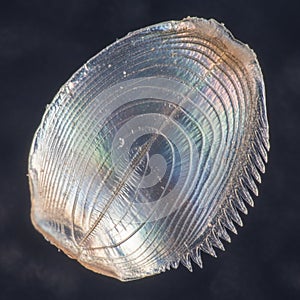Translucent siliceous shell, known as a frustule, made primarily of
