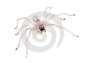 Translucent Spider on white