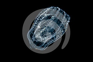 translucent transparent pelagic tunicate in black water