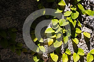 Translucent tree leaves on sunlight summer sunny day.Thailand.