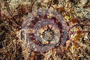 translucent urticant anemone on sandy bottom