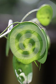 Translucent veined green annual honesty money plant seed pod in sunlight