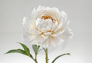 translucent white japanese peony macro penciled edges with stem side view - generated by ai