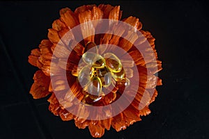 translucid pills in the middle of a orange flower isolated on black