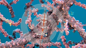 Transluent Gorgonian Shrimp