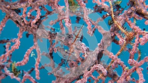 Transluent Gorgonian Shrimp