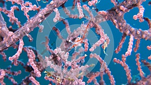 Transluent Gorgonian Shrimp