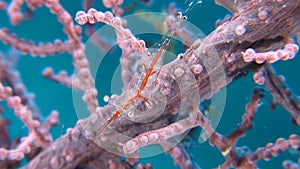 Transluent Gorgonian Shrimp