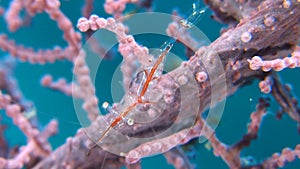 Transluent Gorgonian Shrimp