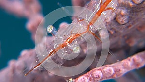 Transluent Gorgonian Shrimp