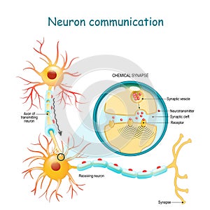 Transmission of the nerve signal between two neurons with axon and synapse. Close-up of a chemical synapse photo