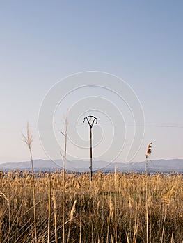 Transmission tower between a straw field