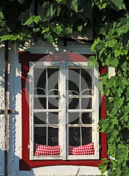 Transom window surrounded by wine tendrils