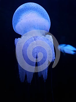 Transparant but beautiful jellyfish