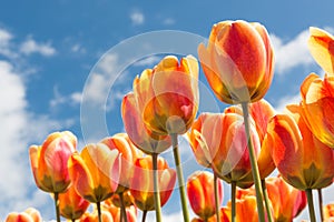 Transparant orange and yellow tulips with springtime background photo