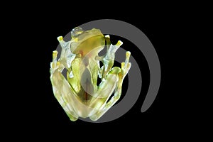 Transparen glass frog Raticulated Glass Frog, Hyalinobatrachium valerioi vith visible organs, heartbeat.