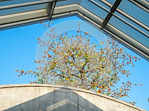 Transparency glass roof in outdoor park design