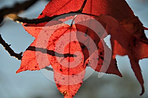 Transparency of the red maple leaf photo