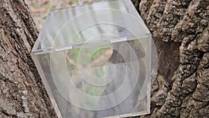 Transparent acrylic cube hidden in fork of tree for geocaching discovery