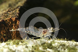 Transparent Amano shrimp, Caridina japonica on the freshwater pond