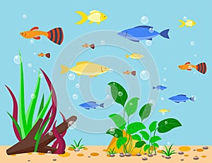 Transparent aquarium sea aquatic background vector illustration habitat water tank house underwater fish algae plants.