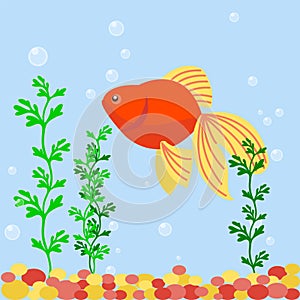 Transparent aquarium sea aquatic background vector illustration habitat water tank house underwater fish algae plants.