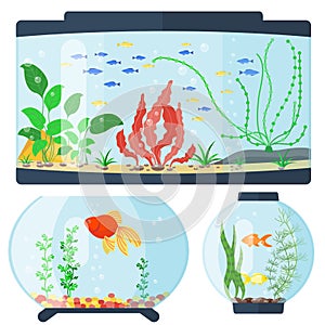 Transparent aquarium vector illustration habitat water tank house underwater fish tank bowl.