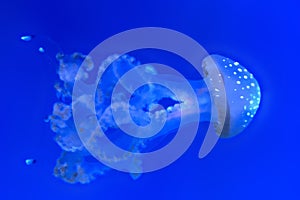 Transparent blue Jellyfish on a blue background - wallpaper