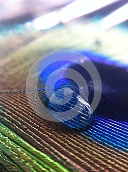 Transparent blue water drop on feather, blurred blue background, macro