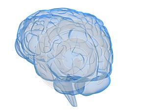 Transparente cerebro 