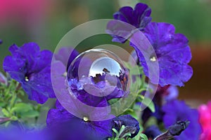 Transparent bubble lying on a purple petunia flower