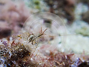 Transparent caridean shrimp Palaemon elegans photo
