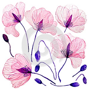 Transparent carmine watercolor poppies and poppy buds