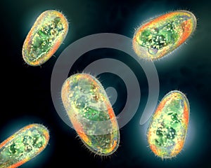 Transparent and colorful protozoa or unicellular organism