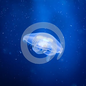 Transparent common jelly fish in a blue water background