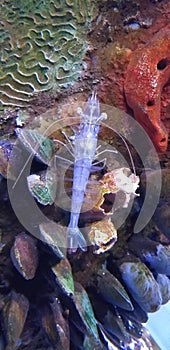 Transparent crustacean in aquarium Michin