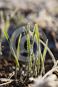 Transparent crystals of frost