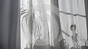 Transparent curtain on the window with plant shadows.